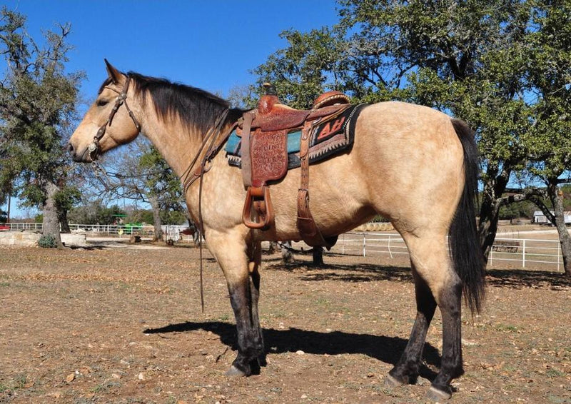 how to clean a saddle pad